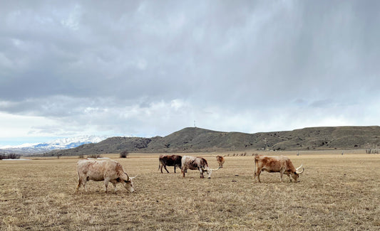 Beef fat?! On my face?!